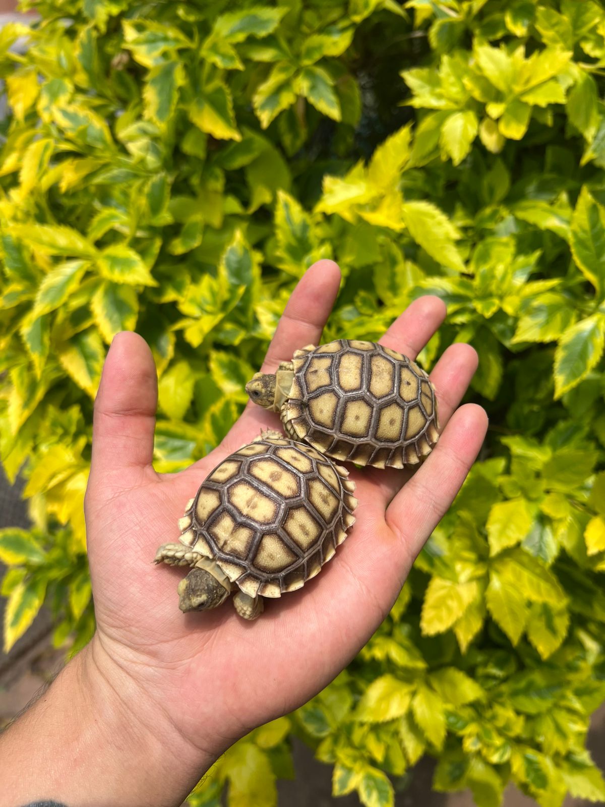 Tortuga Sulcata, Sulcata